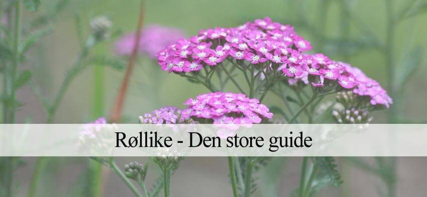 røllike dyrkning