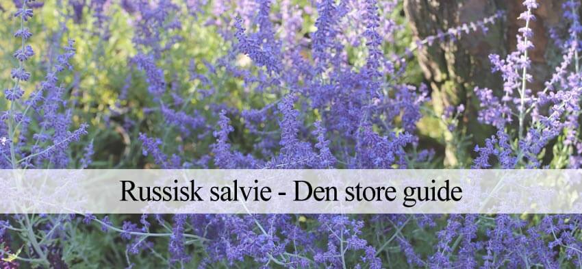 dyrkning af russisk salvie