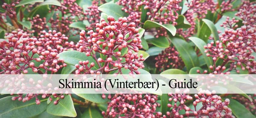 Skimmia vinterbær