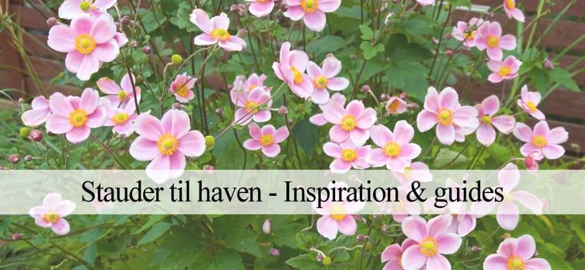 nemme stauder og stauder til skygge