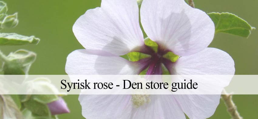 syrisk rose vejledning
