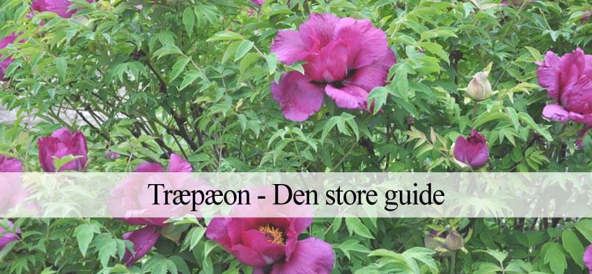 træpæoner