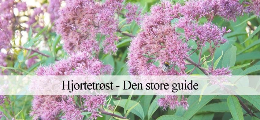 hjortetrøst i haven