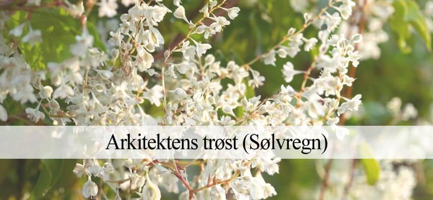 arkitektens trøst også kaldet sølvregn