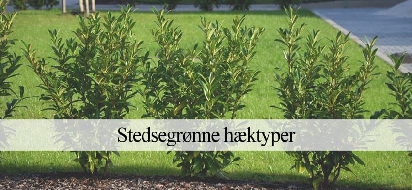 stedsegrøn hæk