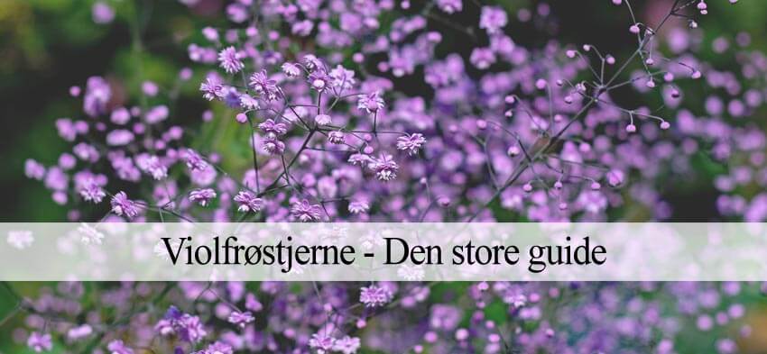 violfrøstjerne guide