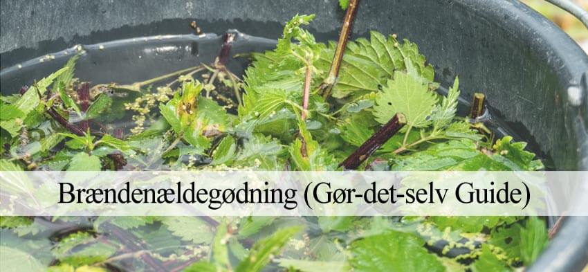 brændenælde gødning