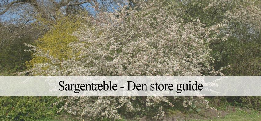 sargentæbletræ