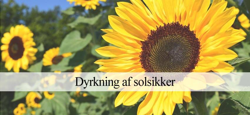 dyrke solsikker
