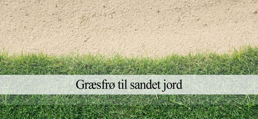 Græsfrø til sandjord