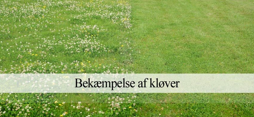 kløver græsplæne