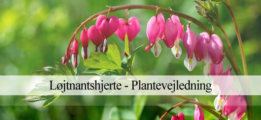 løjtnantshjerte hjerteblomst