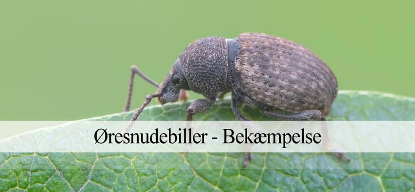 øresnudebiller