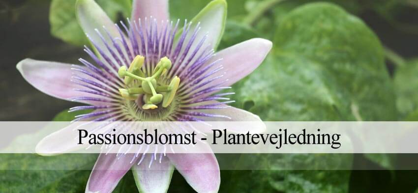 passionsblomst