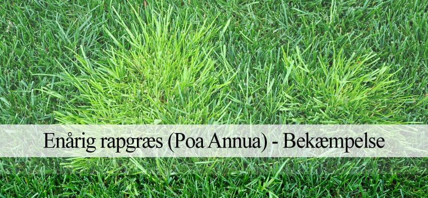 Poa annua