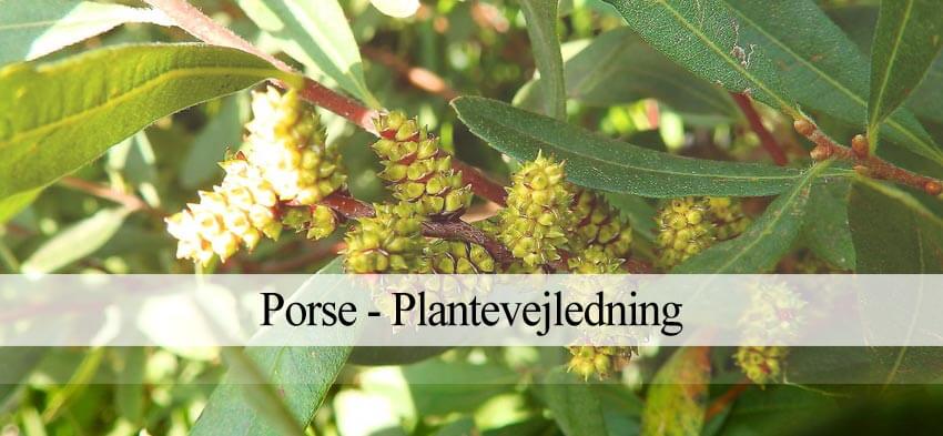 porse dyrkning