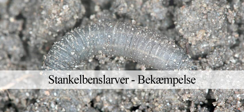 stankelbenslarver græsplæne