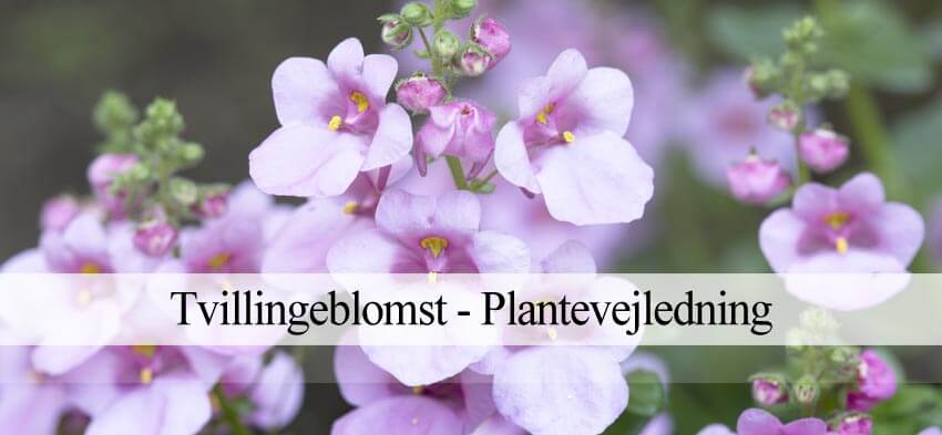 tvillingeblomst