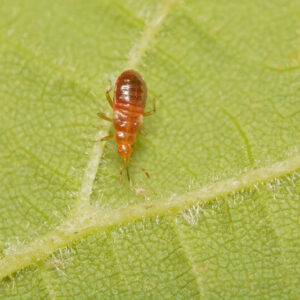 Anthocoris næbtæge mod bøgebladlus