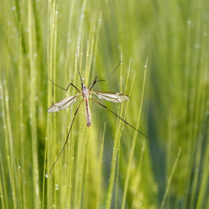 nematoder mod stankelbenslarver i græsplæne