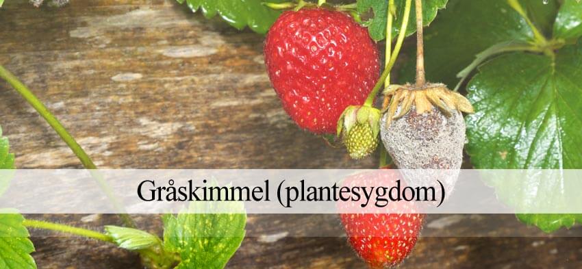 Gråskimmel i planter
