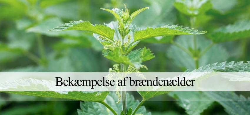 brændenælder i haven