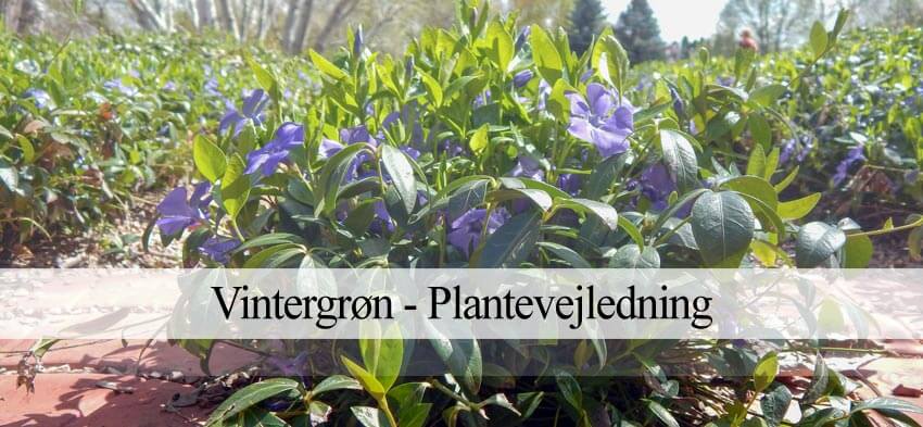 vintergrøn