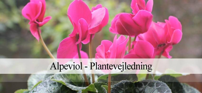 alpeviol
