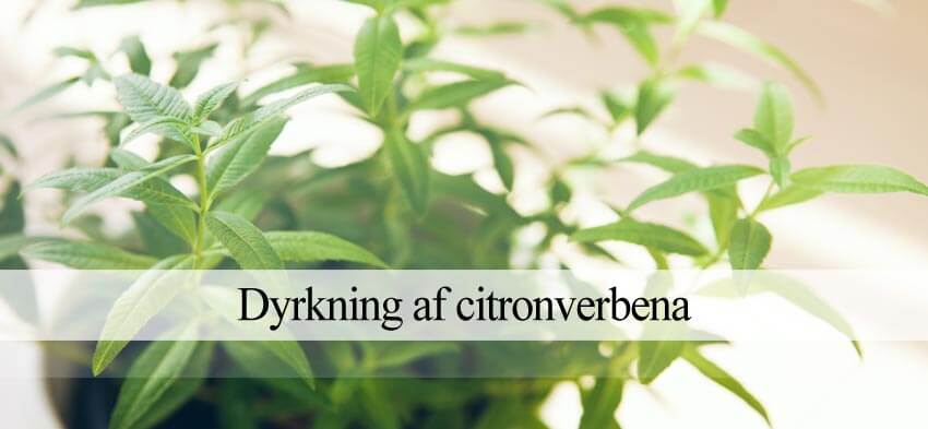 citronverbena