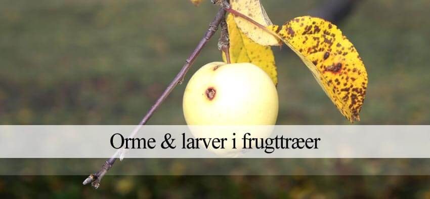 skadedyr i frugttræ