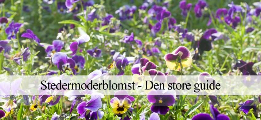 Stedmoderblomst