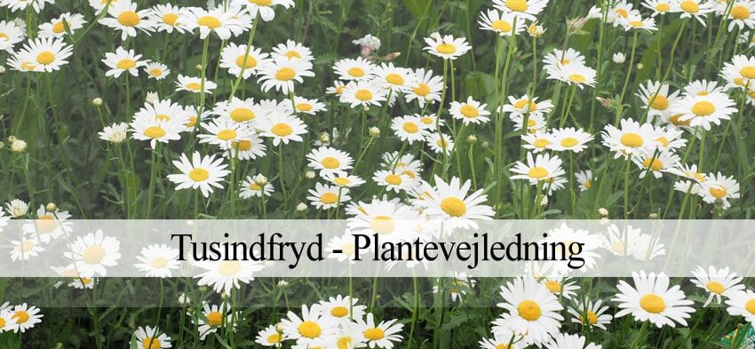tusindfryd