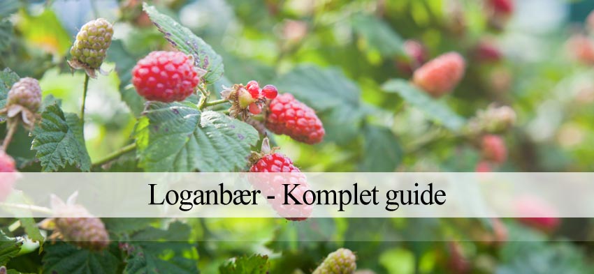 loganbær