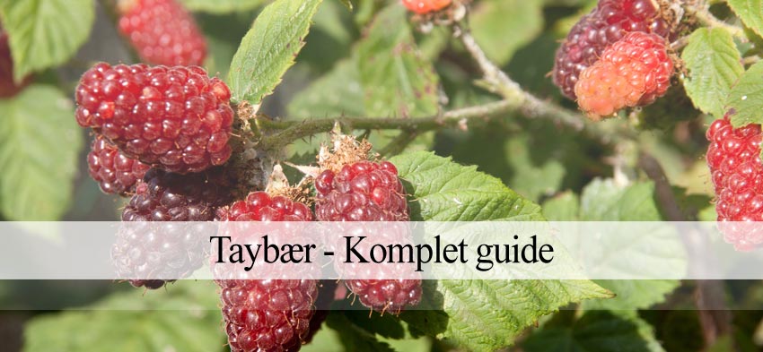 taybær